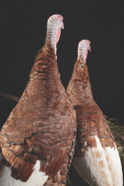 Male and Female - Heritage Turkeys 
